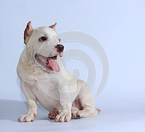 Pitbull dog on white background