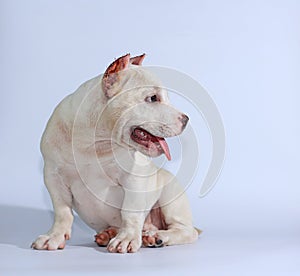 Pitbull dog on white background