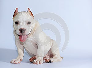 Pitbull dog on white background