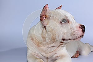 Pitbull dog on white background