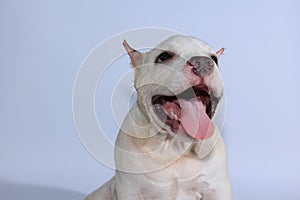Pitbull dog on white background