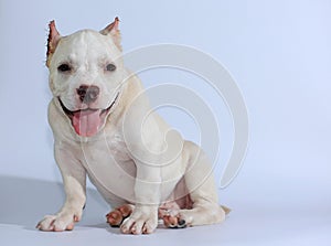 Pitbull dog on white background