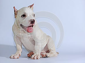 Pitbull dog on white background