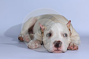 Pitbull dog on white background