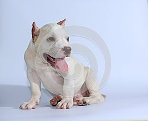 Pitbull dog on white background