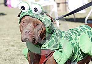 Pitbull dressed as a Frog