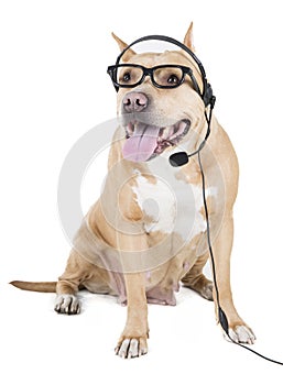 Pitbull in glasses