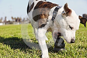 Pitbull Grabbinbg Dog Chew Toy on Park Grass