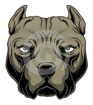 Pitbull head