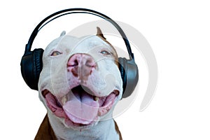 Pitbull with headphone photo