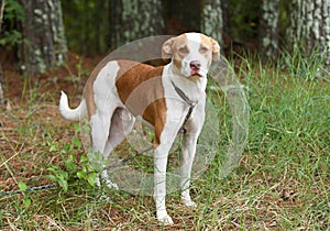 Pitbull and hound mix dog outside on leash