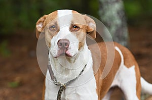 Pitbull and hound mix dog outside on leash