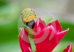 Pitbull Katydid