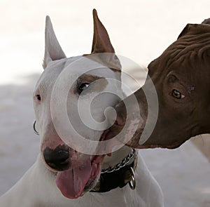 Pitbull kissing a Bull Terrier