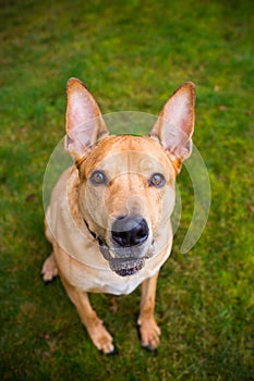 Pitbull Lab Mixed Breed Dog