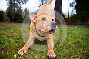 Pitbull Lab Mixed Breed Dog