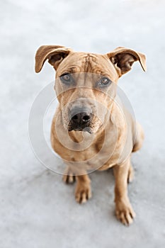 Pitbull mix dog sitting outdoor