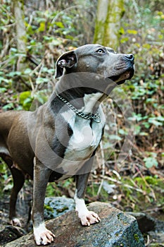 A pitbull in nature.