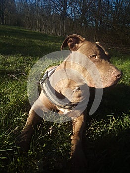 Pitbull in Nature and sun