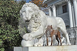 Pitbull near lion