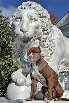 Pitbull near lion