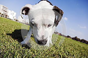 Pitbull at the Park