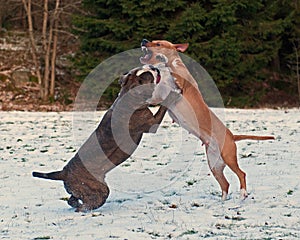 Pitbull play fighting with Bulldog in the Snow