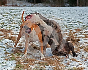 Pitbull play fighting with Olde English Bulldog