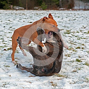 Pitbull play fighting with Olde English Bulldog