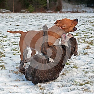 Pitbull play fighting with Olde English Bulldog