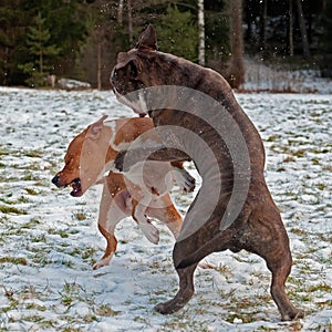 Pitbull play fighting with Olde English Bulldog