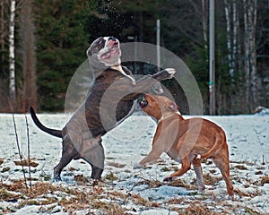 Pitbull play fighting with Olde English Bulldog