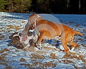 Pitbull play fighting with Olde English Bulldog