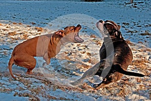 Pitbull play fighting with Olde English Bulldog