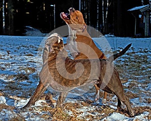 Pitbull play fighting with Olde English Bulldog