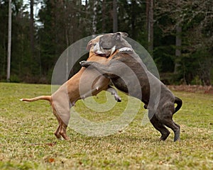 Pitbull play fighting with Olde English Bulldog