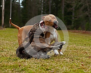 Pitbull play fighting with Olde English Bulldog