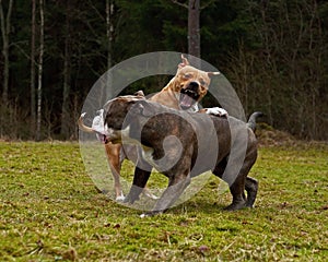 Pitbull play fighting with Olde English Bulldog