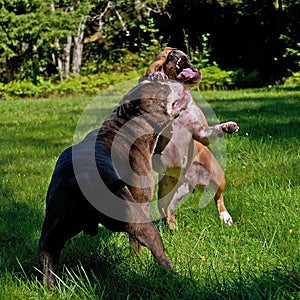 Pitbull play fighting with Olde English Bulldog