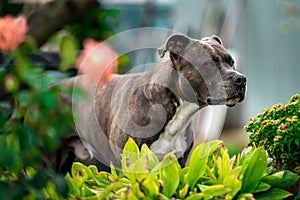 pitbull playing in the garden of a family house