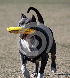 Pitbull playing with his frisbee