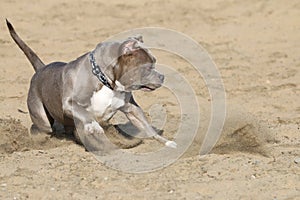 Pitbull playing in the sand