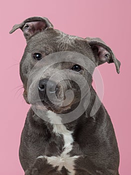 Pitbull portrait