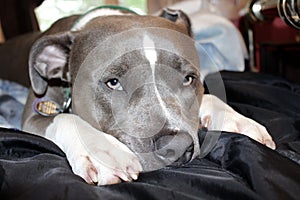 Pitbull portrait