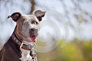 Pitbull Portrait