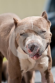 Pitbull Portrait