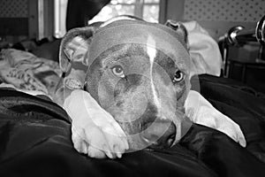 Pitbull portrait Black and White 2