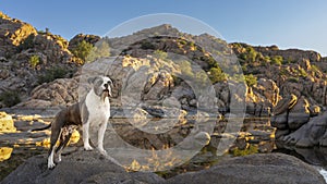 Pitbull portrait at a lake at sunrise