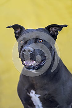 Pitbull portrait on a yellow wall