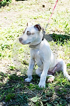 Pitbull puppy